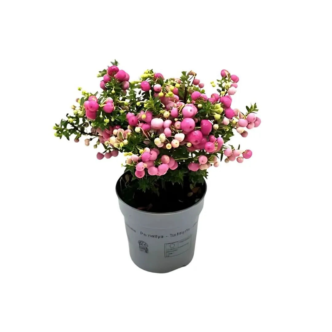 Gaultheria mucronata D. 17 - i Giardini di Giulia