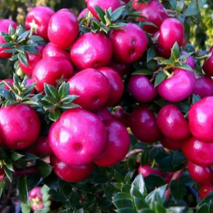 Gaultheria mucronata D. 17 - i Giardini di Giulia