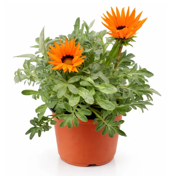 Gazania pianta fiorita arancione in vaso di terracotta, ideale per balconi soleggiati