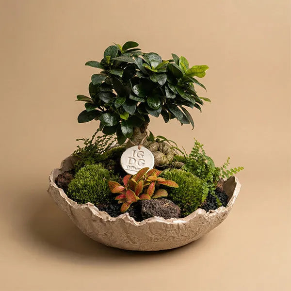 Geoterrarium con bonsai D.31