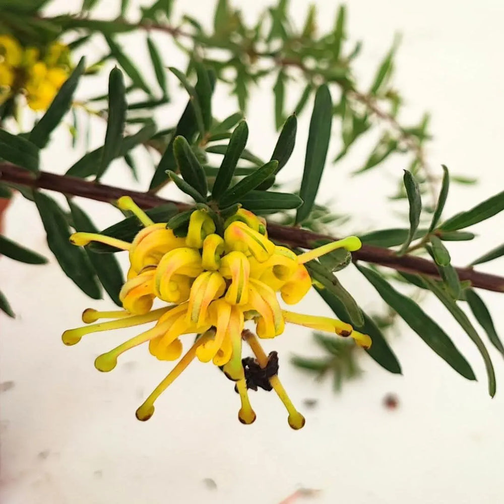 Dettaglio del fiore giallo della Grevillea Eureka, pianta decorativa