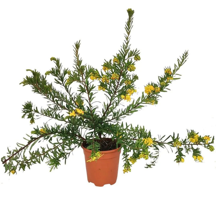 Grevillea Eureka in vaso Ø16 cm, altezza 45 cm, sempreverde robusta
