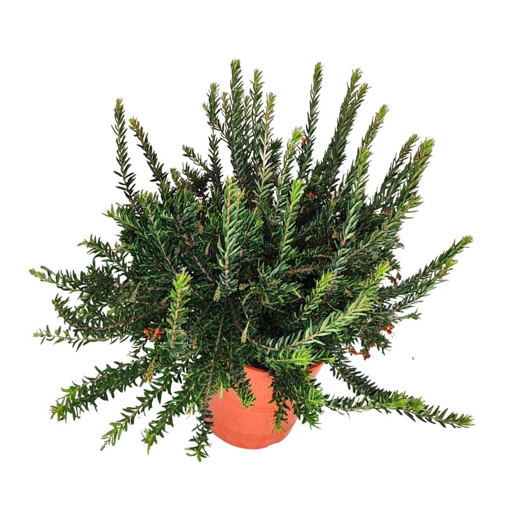 Grevillea Firework D. 24 cm Altezza 40 cm - i Giardini di Giulia