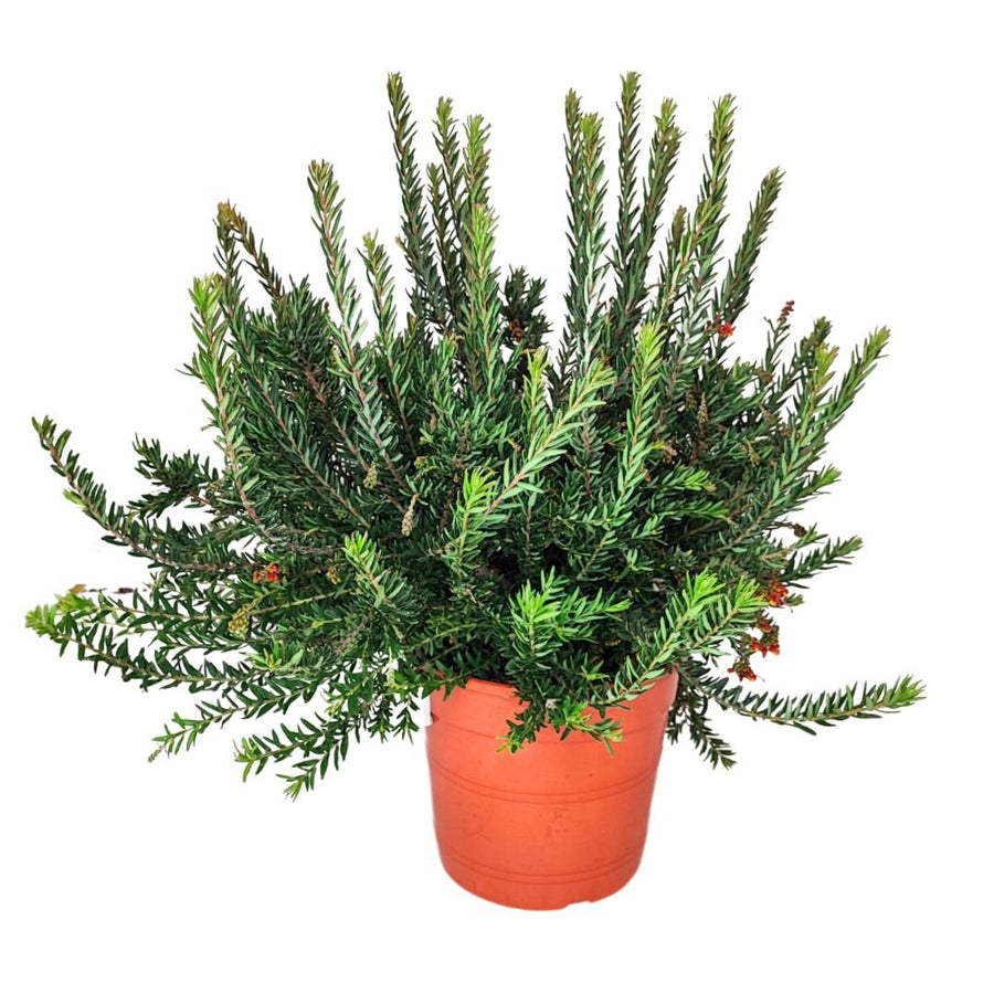 Grevillea Firework D. 24 cm Altezza 40 cm - i Giardini di Giulia