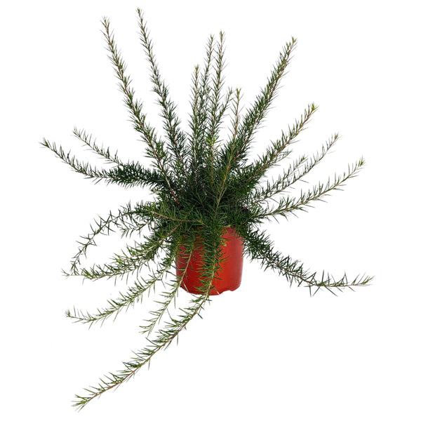 Grevillea Juniperina