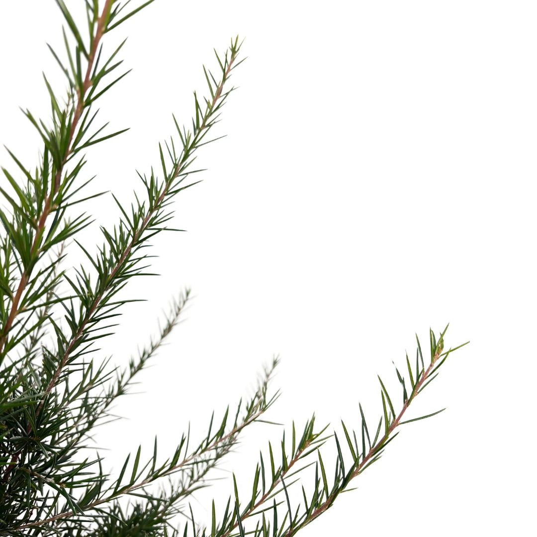 Ramo di Grevillea Juniperina con foglie aghiformi

