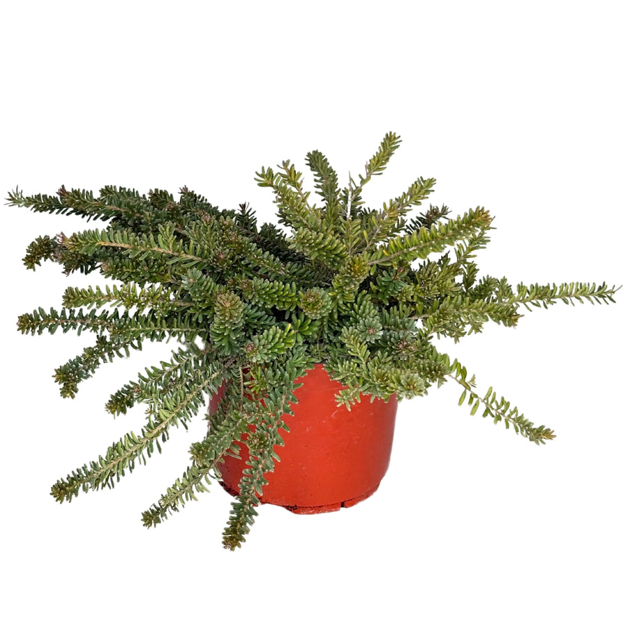 Grevillea Mount Tamboritha in vaso Ø18 cm

