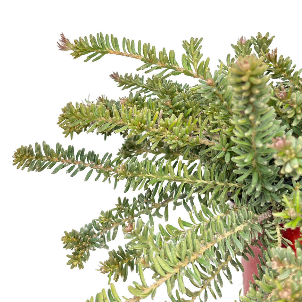 Fogliame compatto di Grevillea Mount Tamboritha

