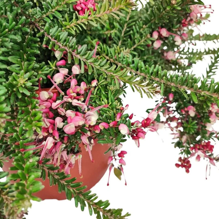 Dettaglio dei fiori rosa e foglie aghiformi della Grevillea Mount Tamboritha