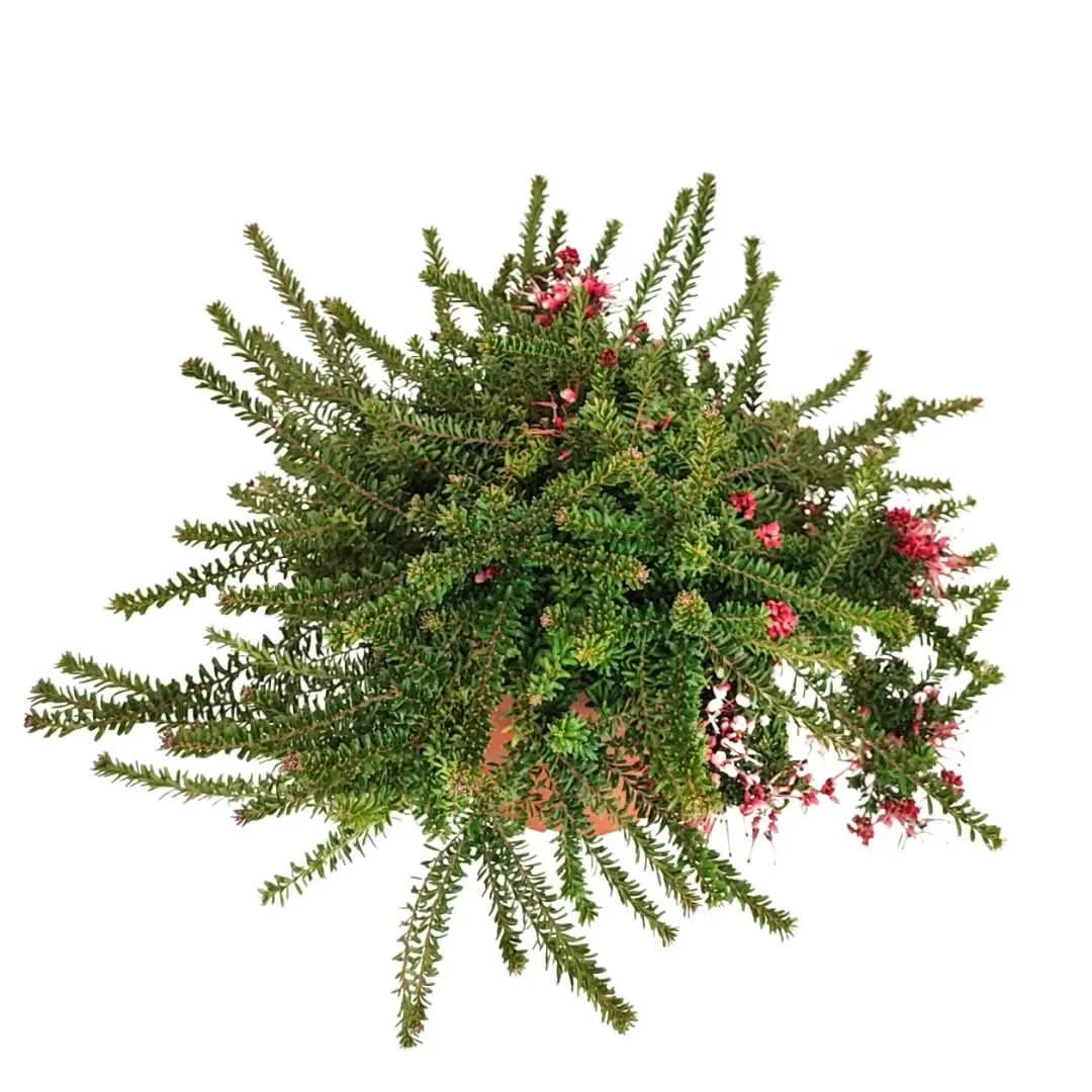 Vista dall’alto della Grevillea Mount Tamboritha con fogliame fitto