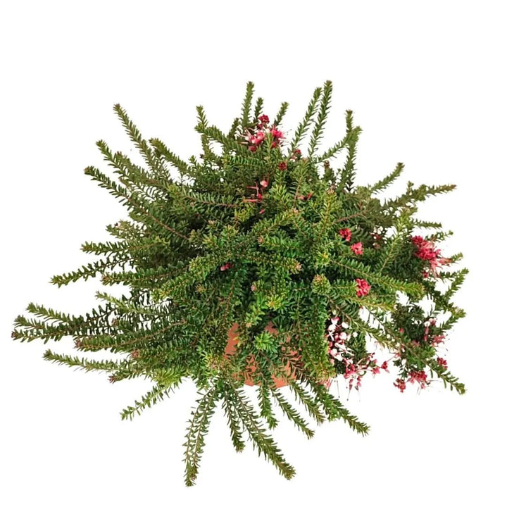 Vista dall’alto della Grevillea Mount Tamboritha con fogliame fitto