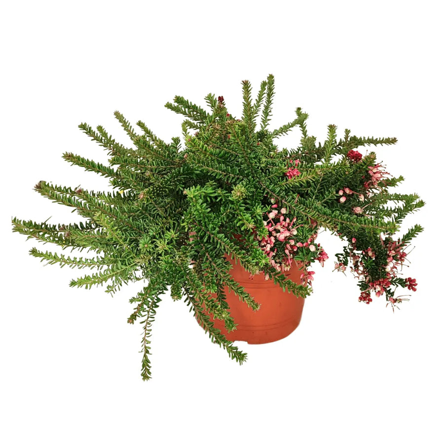 Grevillea Mount Tamboritha in vaso di terracotta da 24 cm