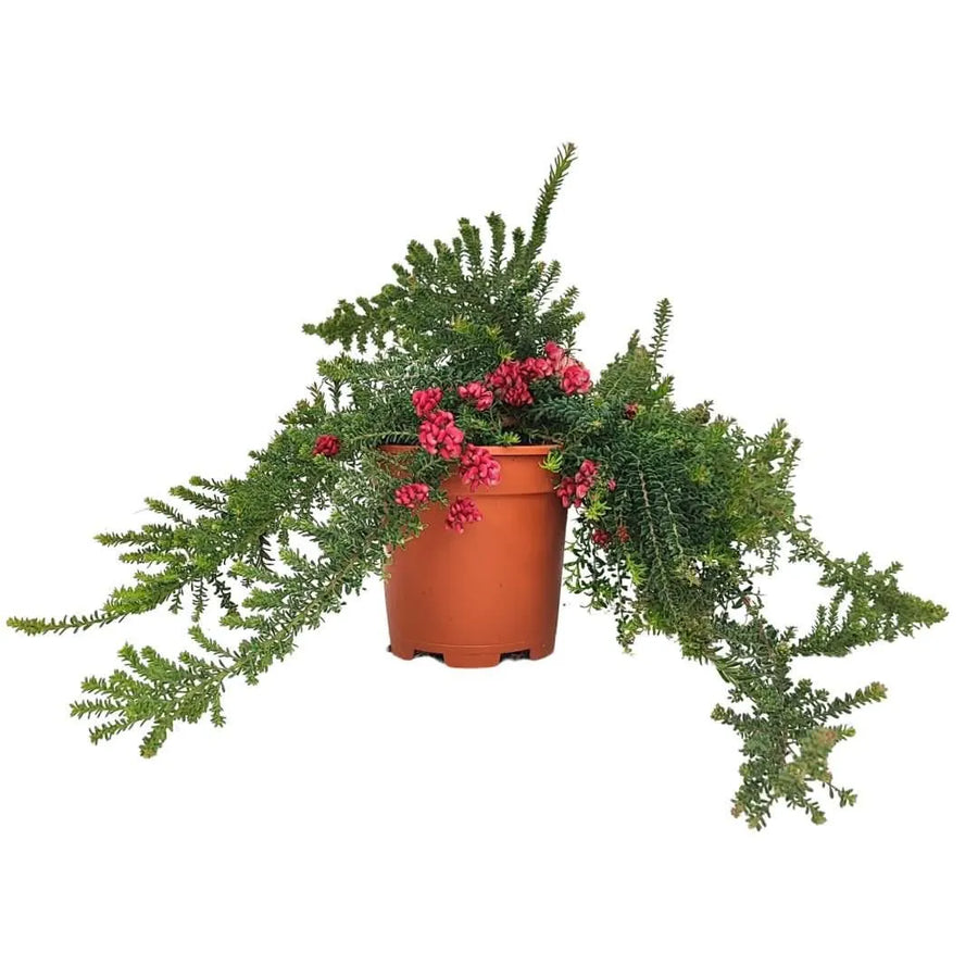 Grevillea Pepito in vaso Ø16 cm, altezza 25 cm, sempreverde compatta