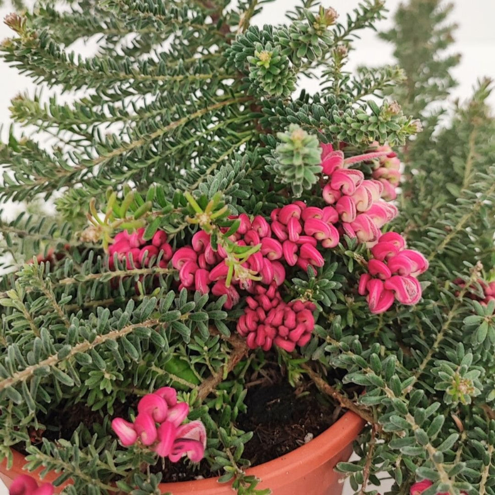 Grevillea pepito D.16 H.25 cm - i Giardini di Giulia