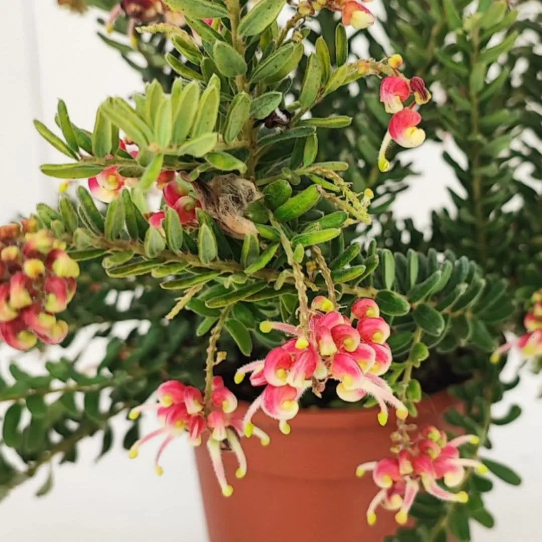 Dettaglio dei fiori rosa e gialli della Grevillea Winter Wonder in piena fioritura