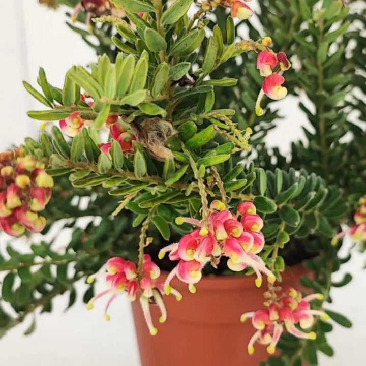 Dettaglio dei fiori rosa e gialli della Grevillea Winter Wonder in piena fioritura