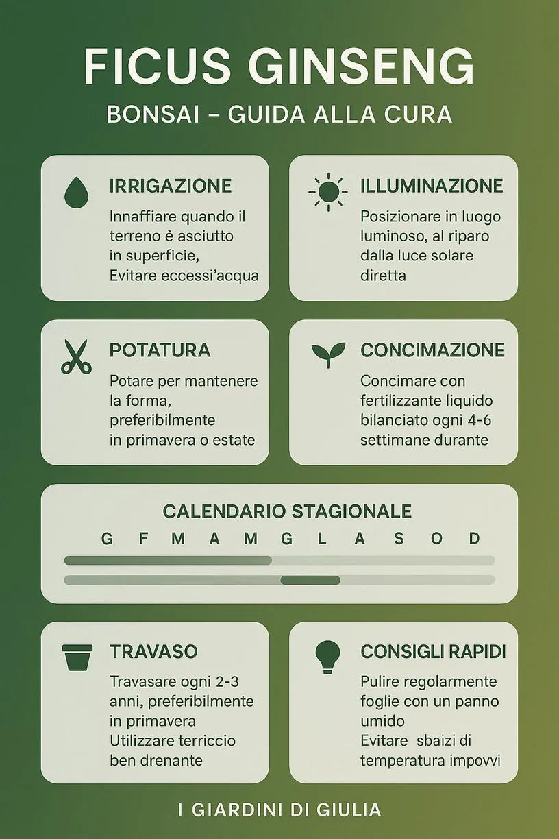 Bonsai Ginseng in Vaso Ceramica Amir - i Giardini di Giulia 