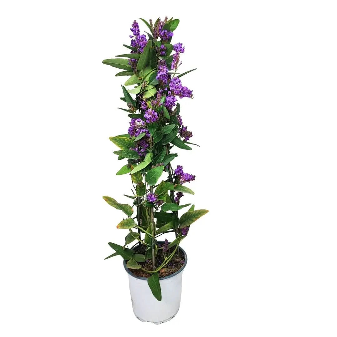 Pianta di Hardenbergia in vaso bianco da 15 cm – vista intera