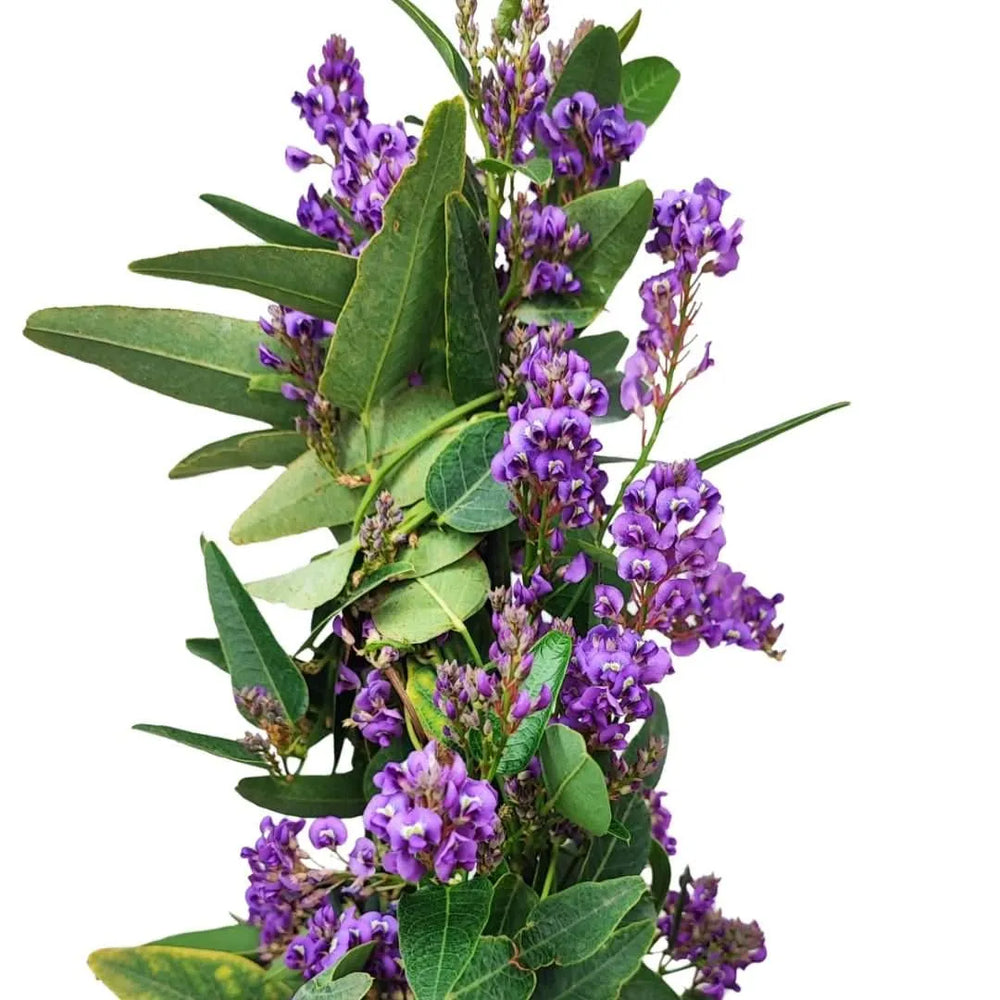 Fioritura della Hardenbergia rampicante – dettaglio fiori viola


