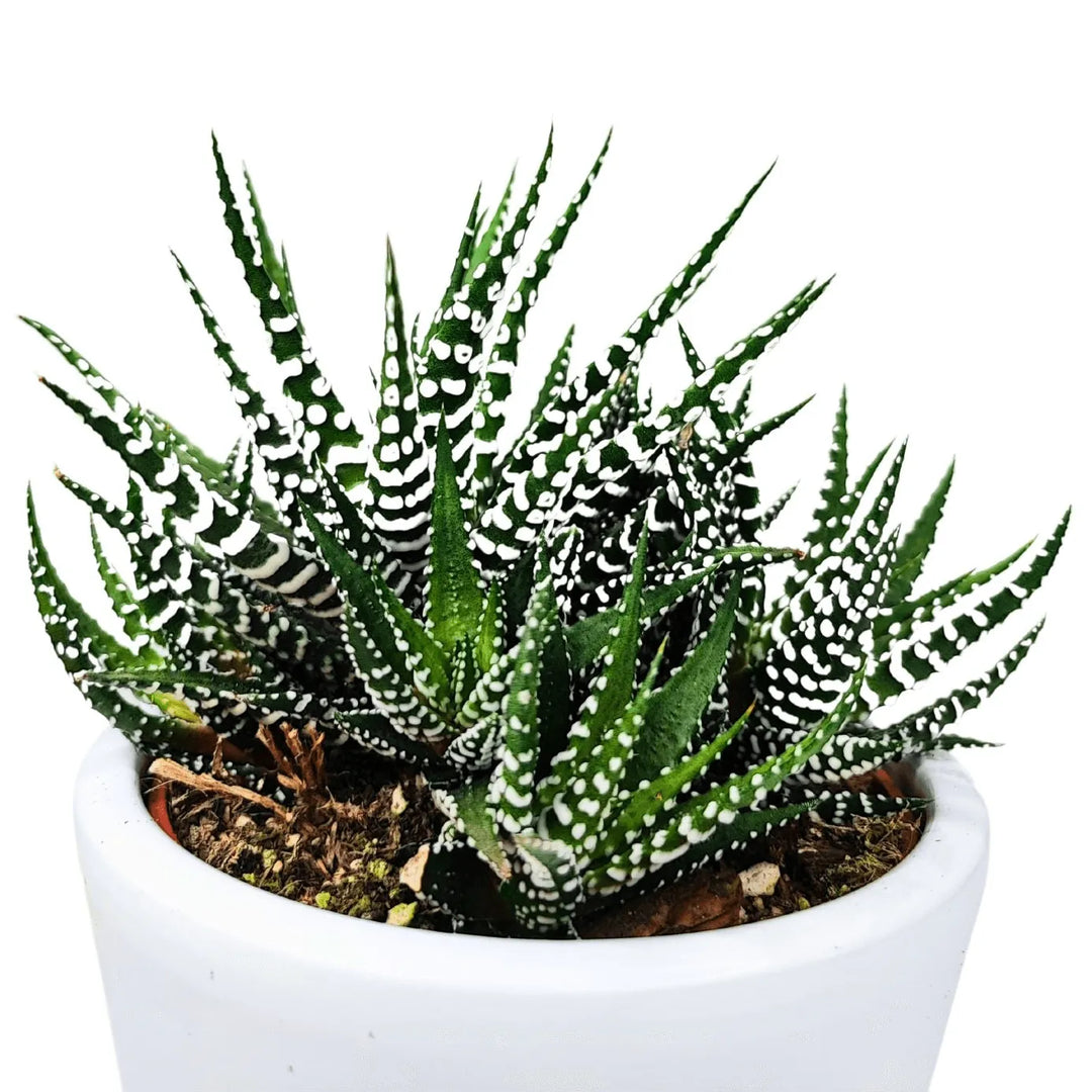 Pianta grassa Haworthia Big Ben con foglie a rosetta, vaso bianco incluso, vista frontale
