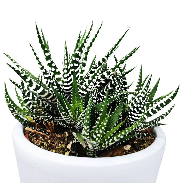 Pianta grassa Haworthia Big Ben con foglie a rosetta, vaso bianco incluso, vista frontale