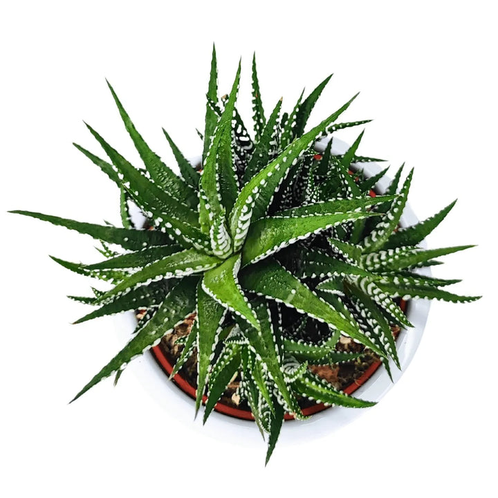 Dettaglio dall’alto della Haworthia Big Ben in vaso di ceramica, foglie simmetriche con rilievi bianchi

