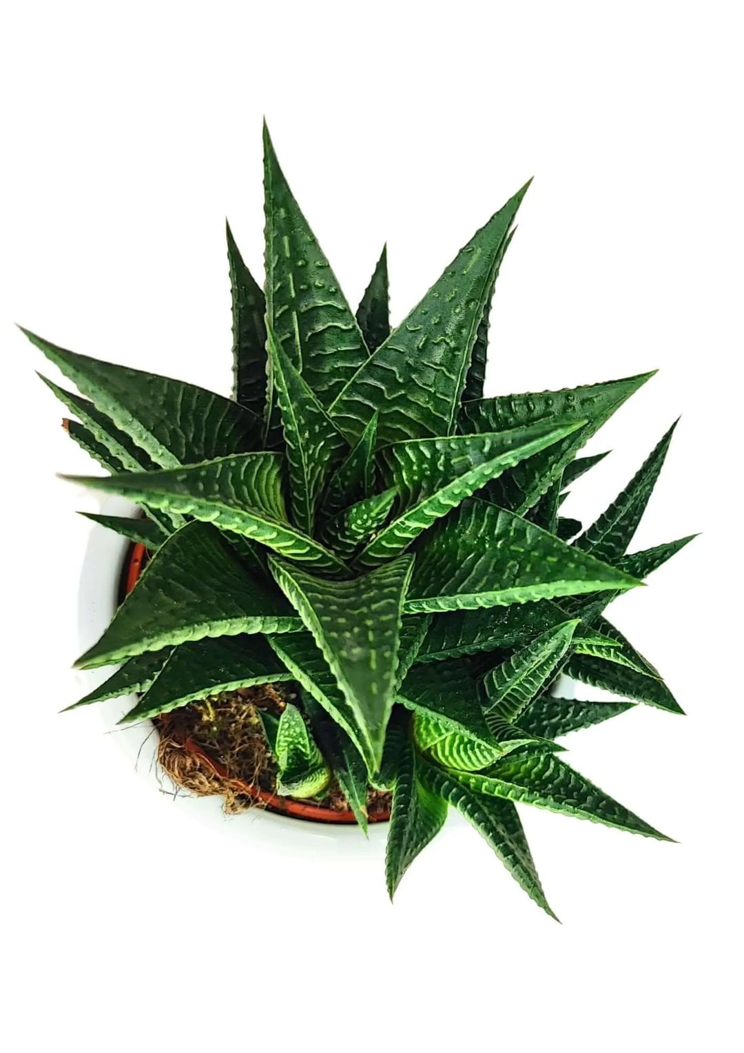 Vista dall’alto della Haworthia Limifolia in vaso ceramico, foglie disposte a rosetta con texture tridimensionale.