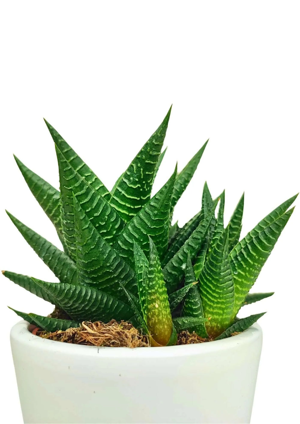 Haworthia Limifolia fotografata di lato, con vaso in ceramica bianco e fogliame verde scuro compatto.

