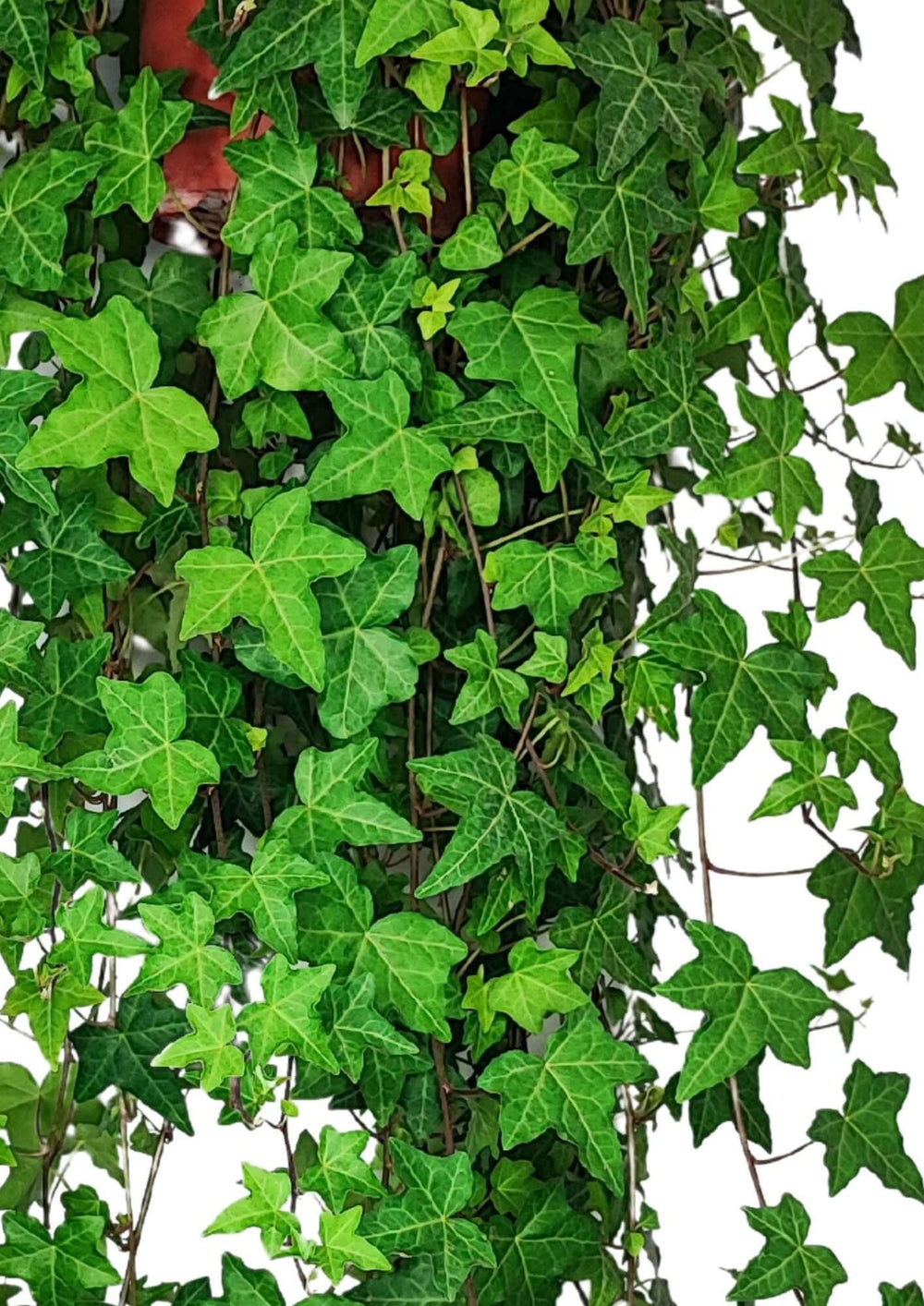 Hedera Helix Pendente - Lunghezza Pianta 60 cm, Vaso Basket Diametro 17 cm - i Giardini di Giulia