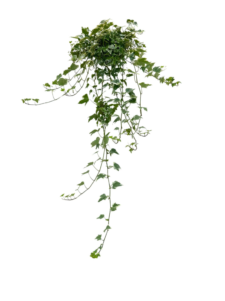 dettaglio hedera variegata pendente ricadente vista frontale.