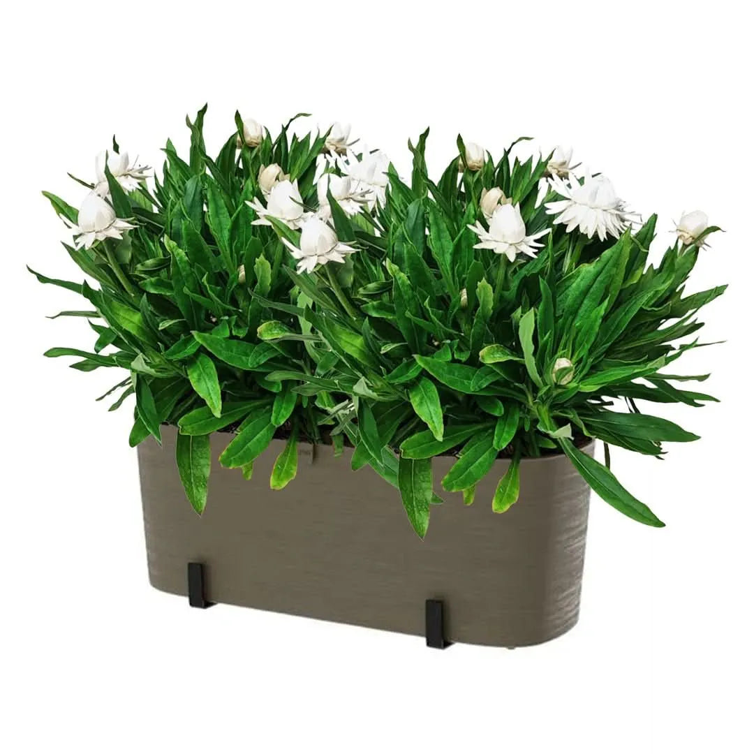 Kit Fioriera Paros 40 cm con 2 piante di Helichrysum, ideale per balconi