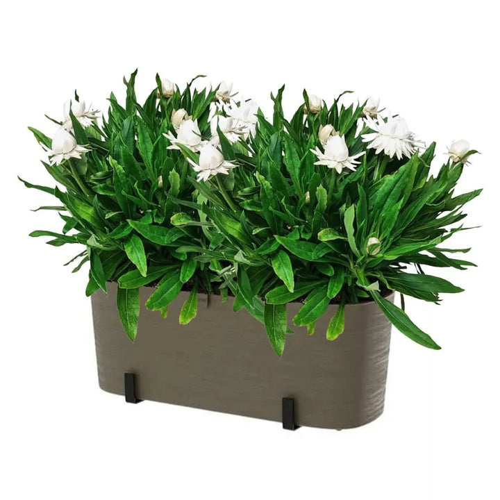 Kit Fioriera Paros 40 cm con 2 piante di Helichrysum, ideale per balconi