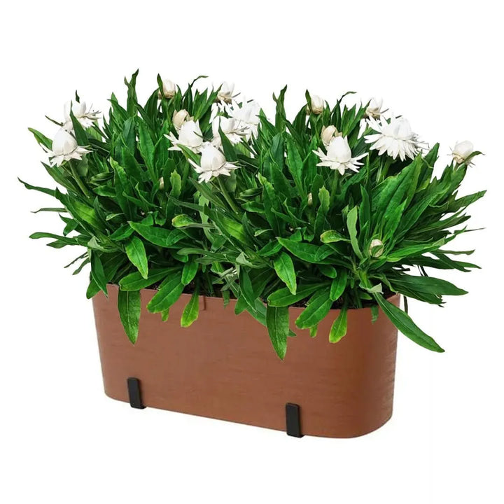 Kit Fioriera Paros 40 cm con 2 piante di Helichrysum, ideale per balconi