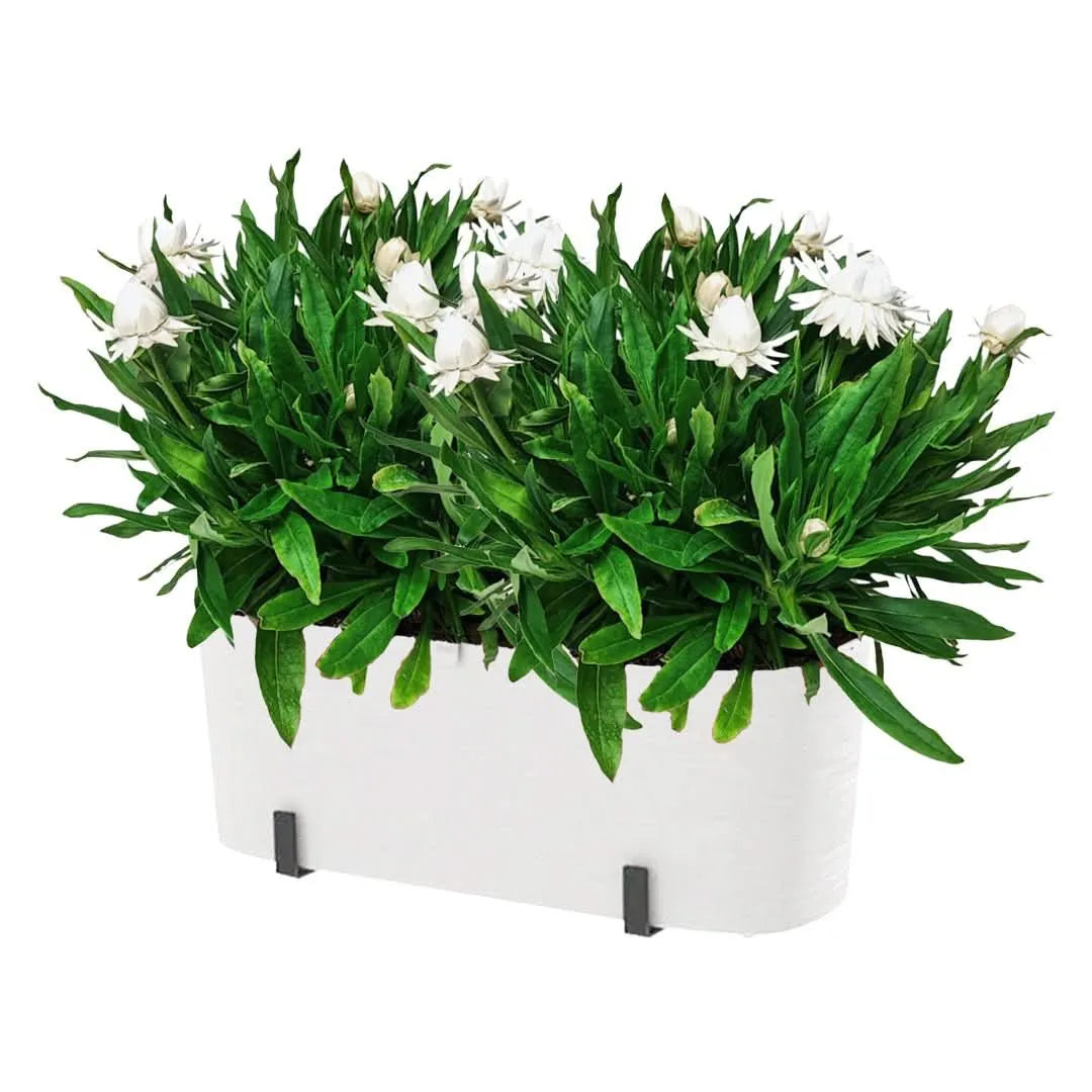 Kit Fioriera Paros 40 cm con 2 piante di Helichrysum, ideale per balconi