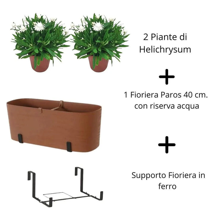 Helichrysum & Fioriera Paros 40 cm tutto incluso - i Giardini di Giulia