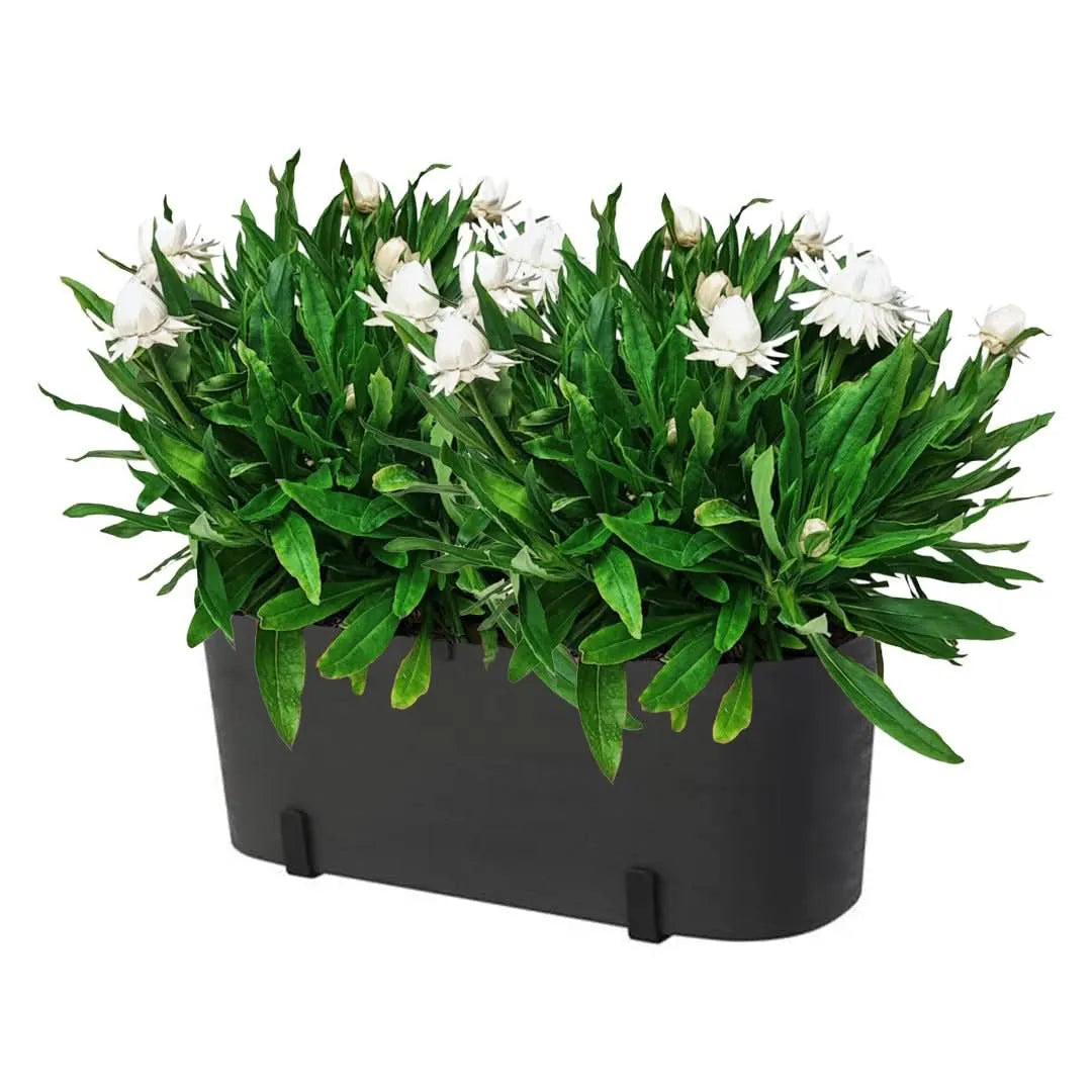 Kit Fioriera Paros 40 cm con 2 piante di Helichrysum, ideale per balconi