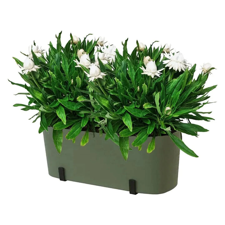 Kit Fioriera Paros 40 cm con 2 piante di Helichrysum, ideale per balconi