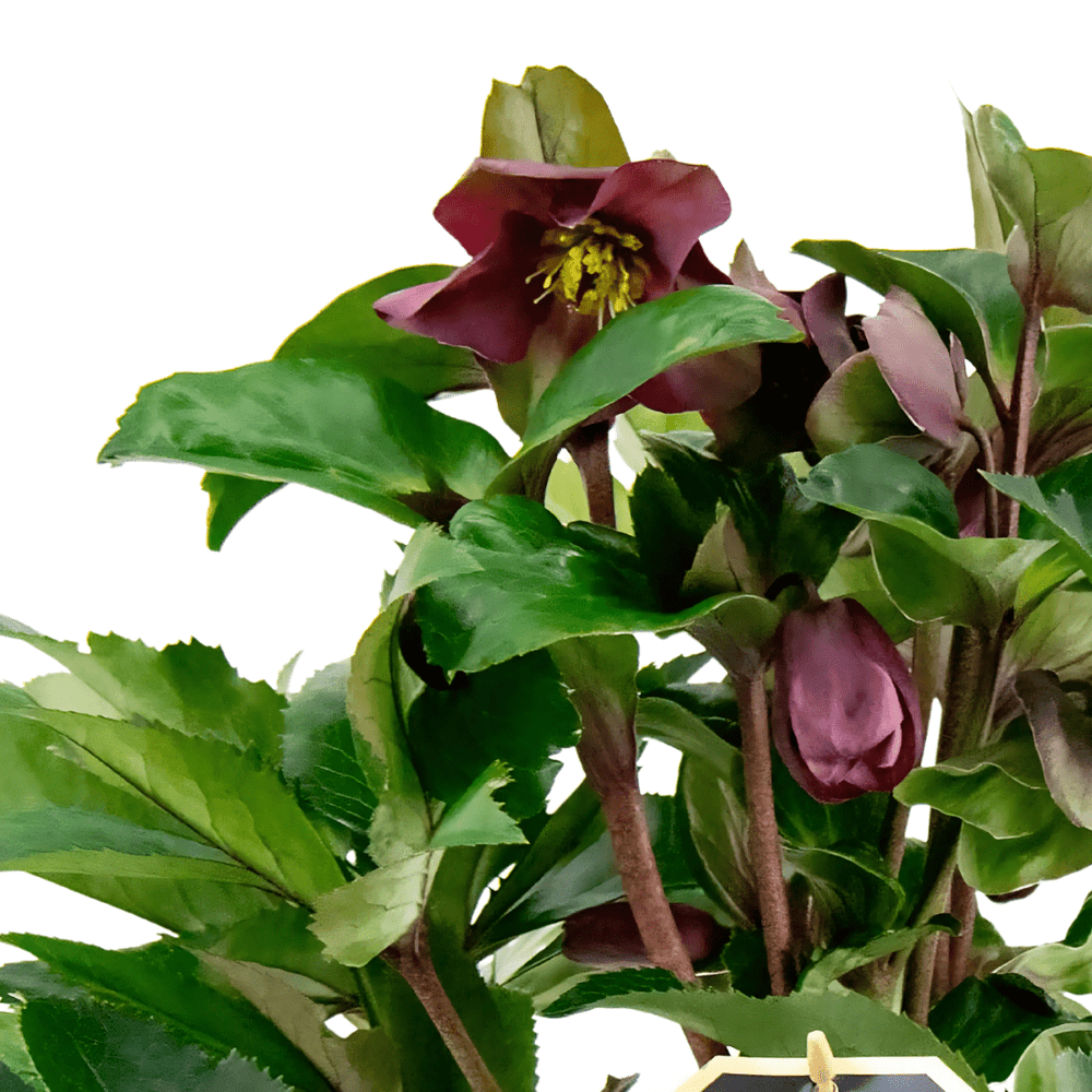 Helleborus Ice Roses D. 15 "rosa di natale" - i Giardini di Giulia