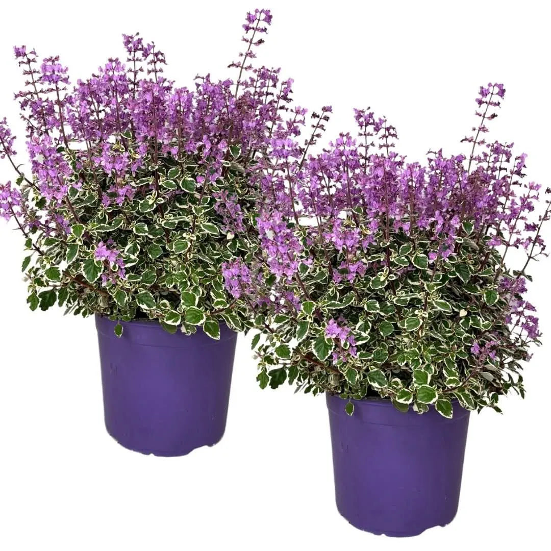 Hemizygia Candy Kisses Fioriera– Fiori Rosa Intenso, Pronta da Appendere - i Giardini di Giulia