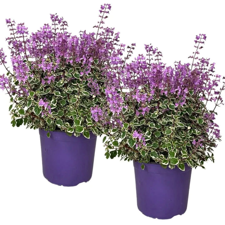 Hemizygia Candy Kisses Fioriera– Fiori Rosa Intenso, Pronta da Appendere - i Giardini di Giulia