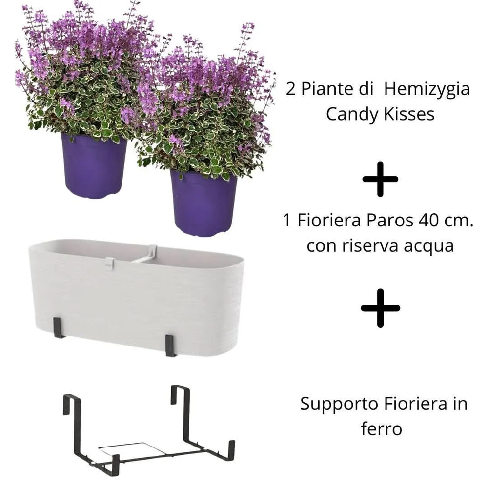 Hemizygia Candy Kisses Fioriera– Fiori Rosa Intenso, Pronta da Appendere - i Giardini di Giulia