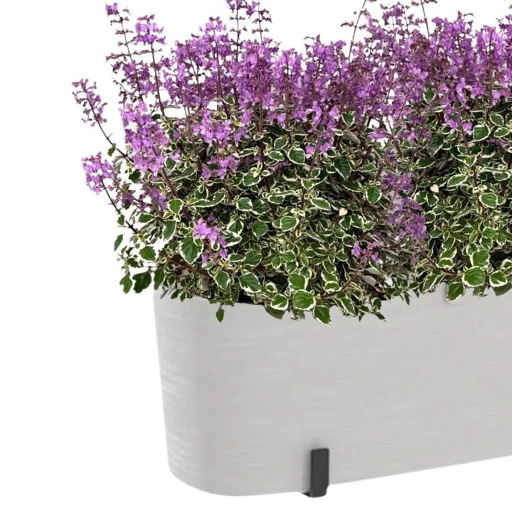 Hemizygia Candy Kisses Fioriera– Fiori Rosa Intenso, Pronta da Appendere - i Giardini di Giulia