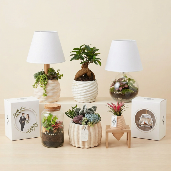 Collezione bomboniere green matrimonio bonsai terrarium piante grasse tillandsia lamparium lume gaudi