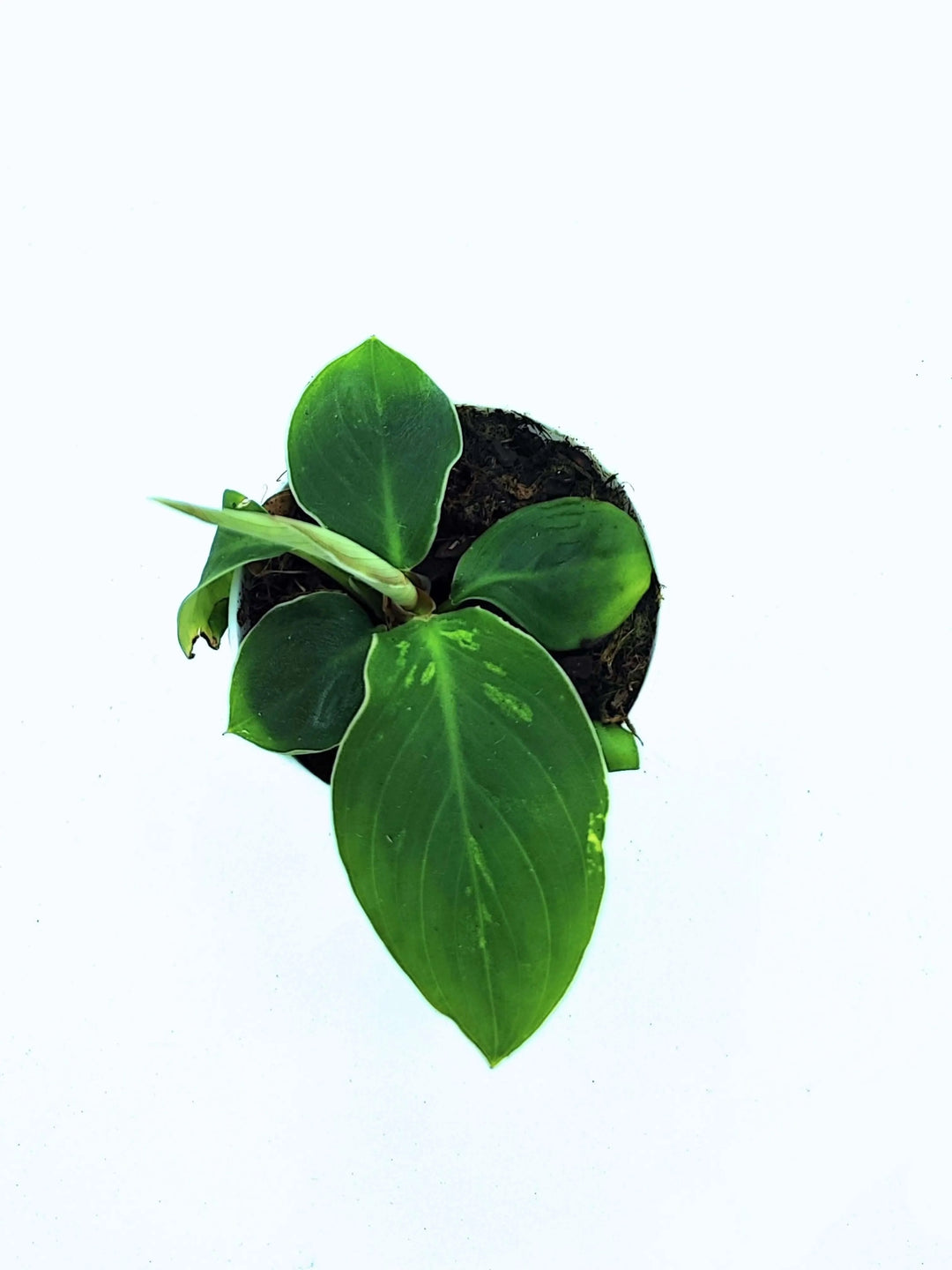 Homalomena 'Camouflage' - Altezza Pianta 7 cm, Vaso Diametro 8 cm - i Giardini di Giulia