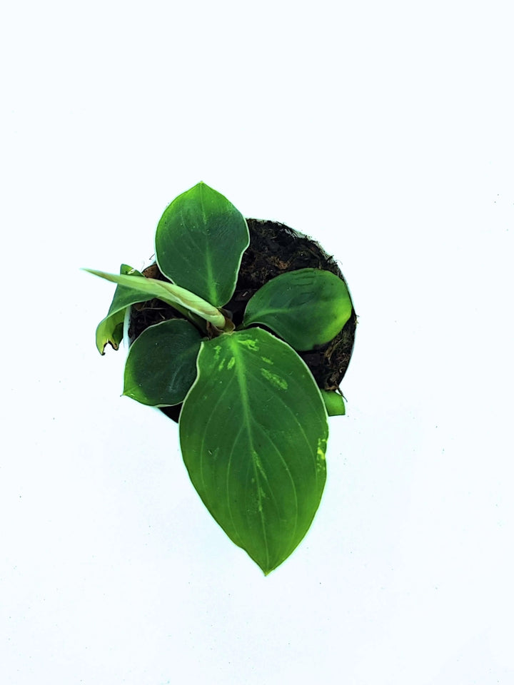 Homalomena 'Camouflage' - Altezza Pianta 7 cm, Vaso Diametro 8 cm - i Giardini di Giulia