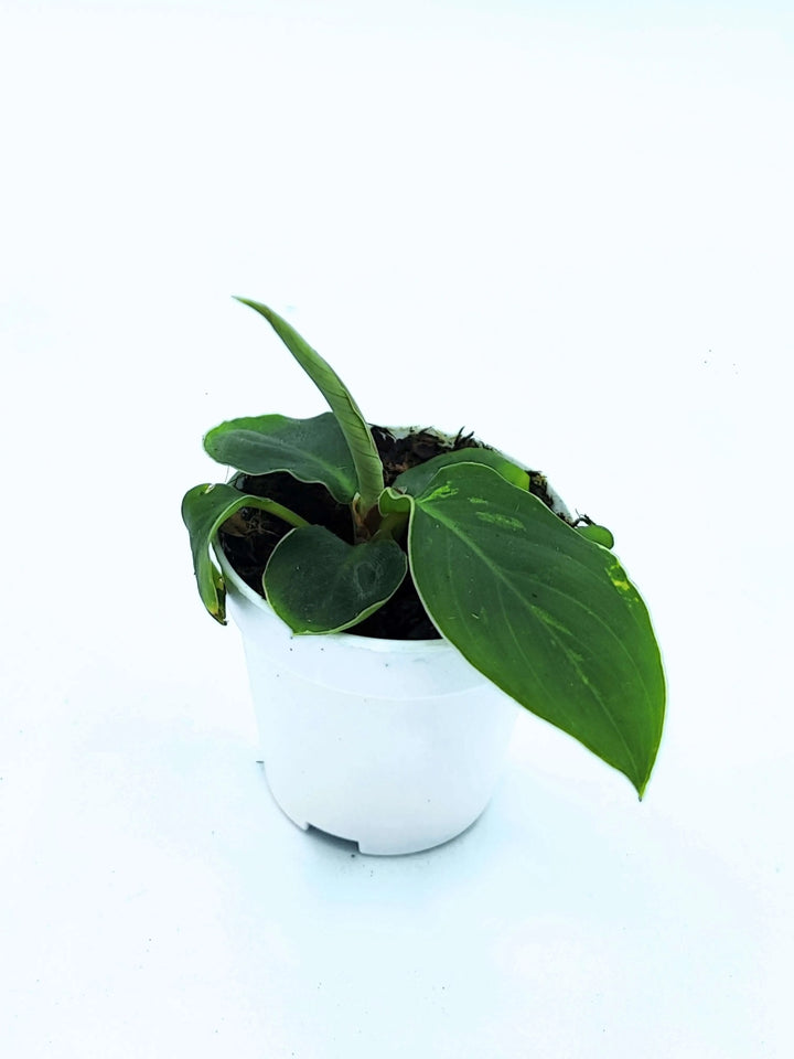 Homalomena 'Camouflage' - Altezza Pianta 7 cm, Vaso Diametro 8 cm - i Giardini di Giulia