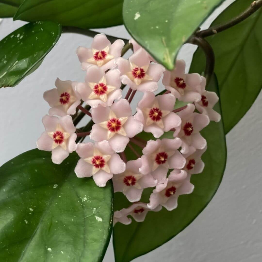 Hoya carnosa krimson queen in vaso boston 16 cm - i Giardini di Giulia