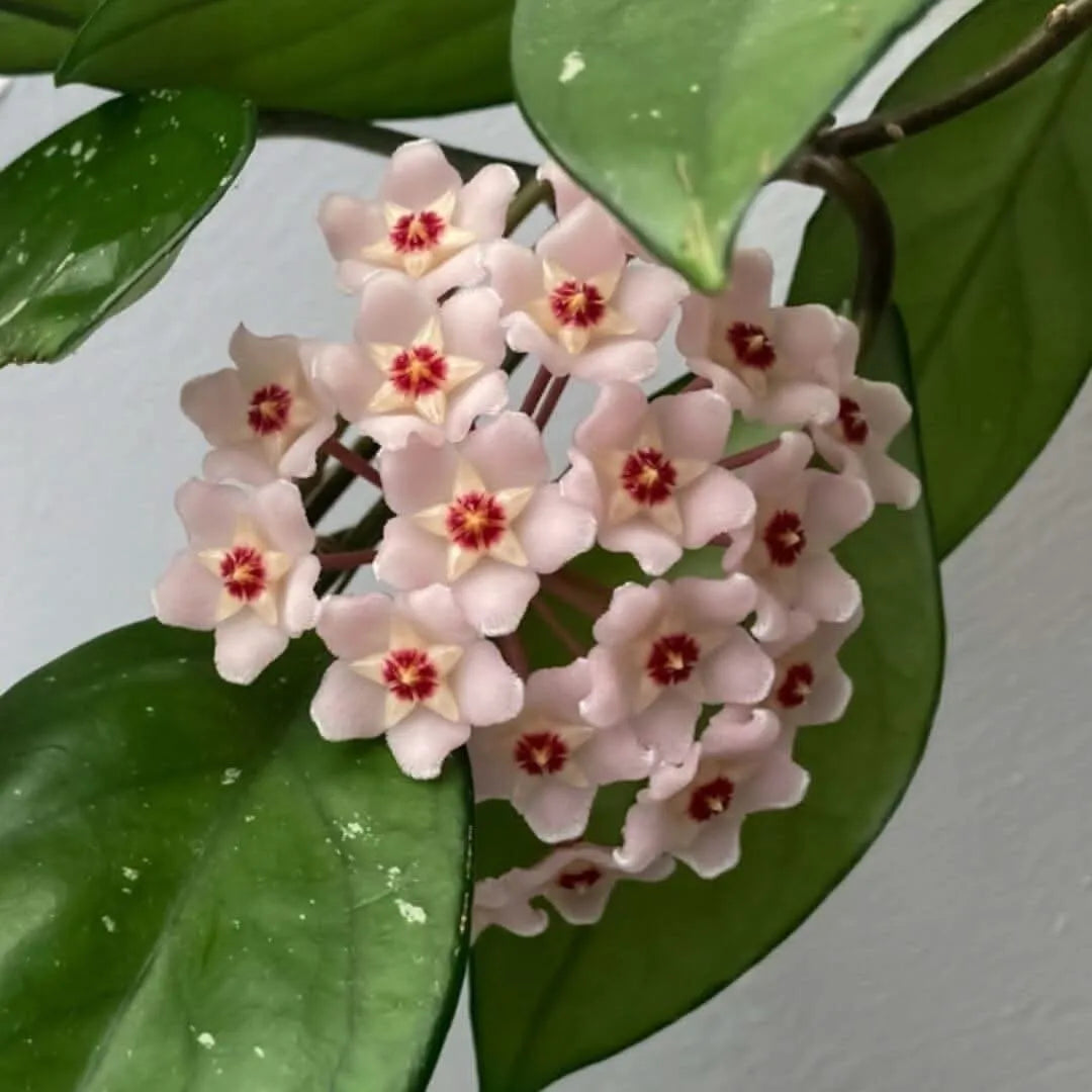 Primo piano fioritura cerosa della Hoya Krimson Queen

