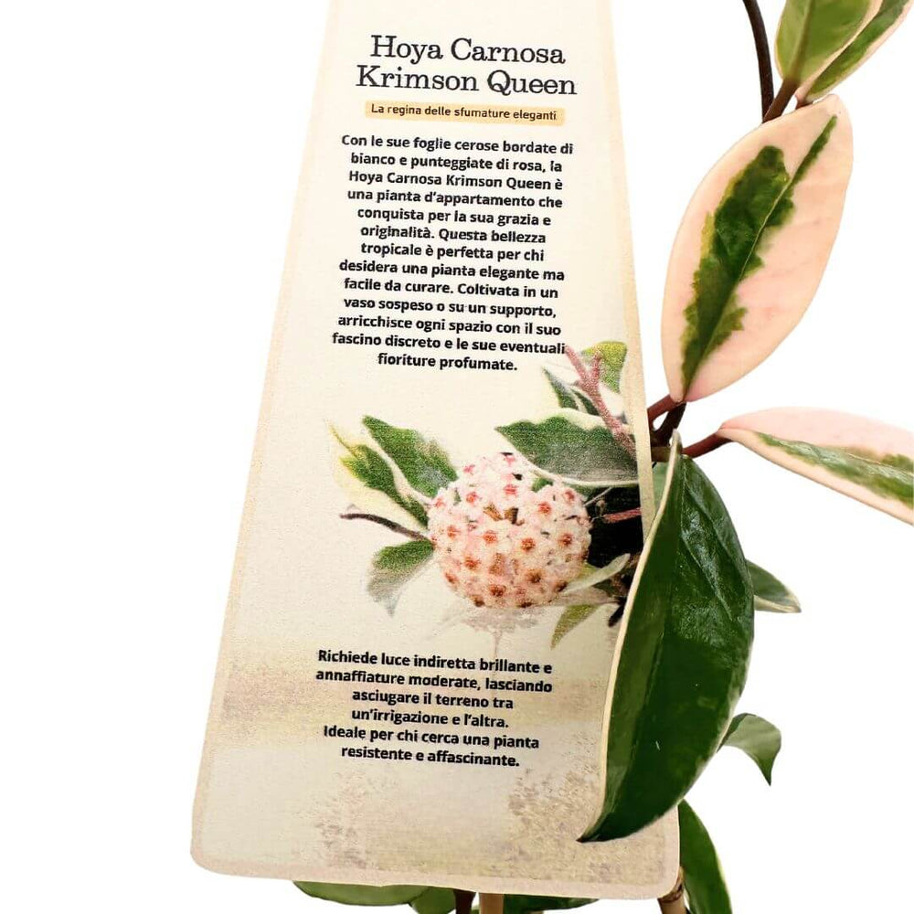 Hoya carnosa krimson queen in vaso boston 16 cm - i Giardini di Giulia