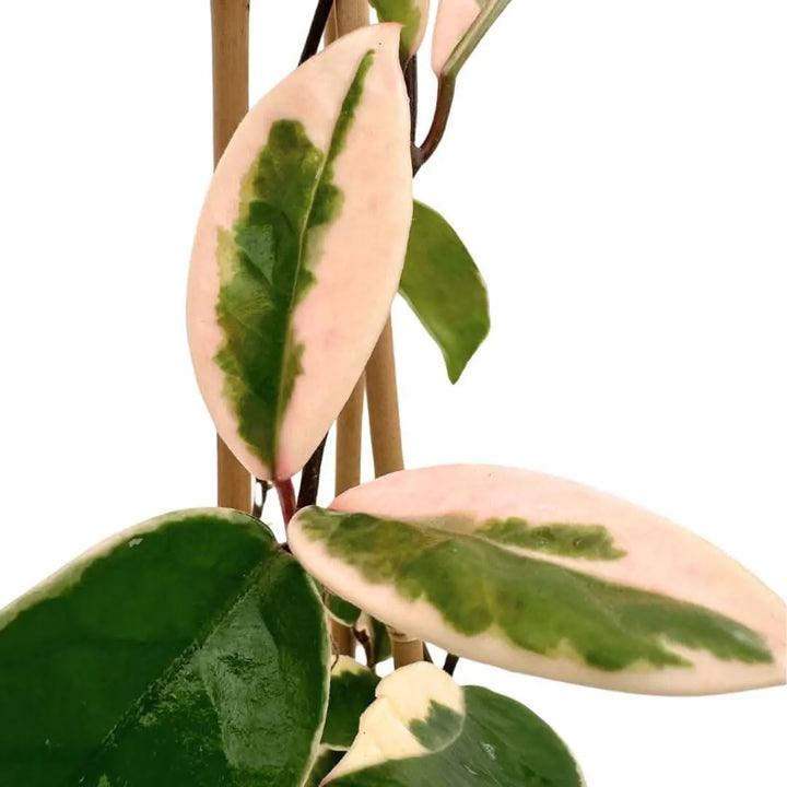 Dettaglio foglie variegate rosa e verdi della Hoya Krimson Queen

